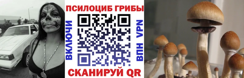 Галлюциногенные грибы Psilocybine cubensis Купить Устюжна